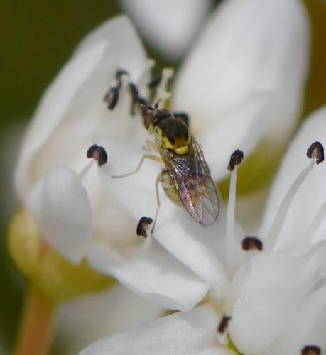 Empidideicus hungaricus